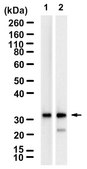 Anti-mCherry Antibody, clone 1E10 ZooMAb® Rabbit Monoclonal recombinant, expressed in HEK 293 cells