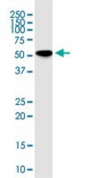 Monoclonal Anti-RNPS1 antibody produced in mouse clone 7G8, purified immunoglobulin, buffered aqueous solution