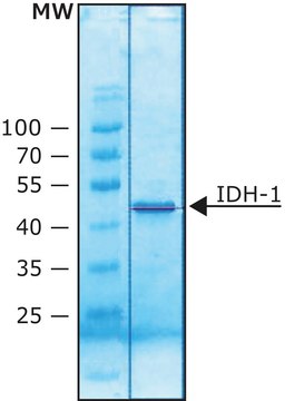 Isocitrate Dehydrogenase 1 (NADP+) human recombinant, expressed in E. coli, lyophilized powder, &#8805;80&#160;units/mg protein