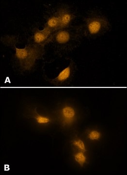 Anti-HMGB1 (HMG1) (C-terminal) antibody produced in rabbit affinity isolated antibody, buffered aqueous solution