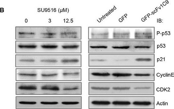 抗p53抗体，小鼠单克隆 小鼠抗 clone DO-7, purified from hybridoma cell culture