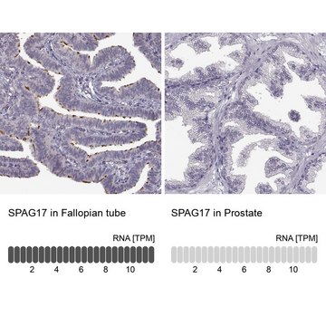 Anti-SPAG17 antibody produced in rabbit Prestige Antibodies&#174; Powered by Atlas Antibodies, affinity isolated antibody, buffered aqueous glycerol solution, ab2