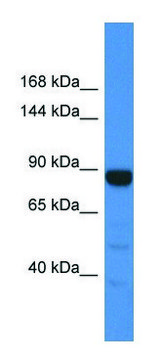 Anti-MTTP (C-terminal) antibody produced in rabbit affinity isolated antibody