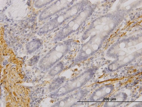 Monoclonal Anti-MYOC antibody produced in mouse clone 4F8, purified immunoglobulin, buffered aqueous solution