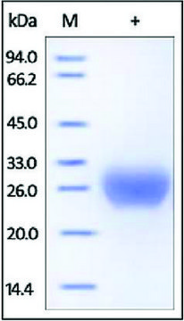 Fc-gamma RIIB/CD32b human recombinant, expressed in HEK 293 cells, &#8805;95% (SDS-PAGE)