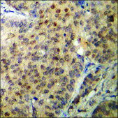Anti-phospho-Akt1 (pThr450) antibody produced in rabbit affinity isolated antibody