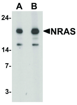 Anti-N-RAS antibody produced in rabbit affinity isolated antibody