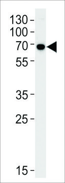 ANTI-KLC1 (CENTER) antibody produced in rabbit affinity isolated antibody, buffered aqueous solution