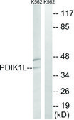 Anti-PDIK1L antibody produced in rabbit affinity isolated antibody