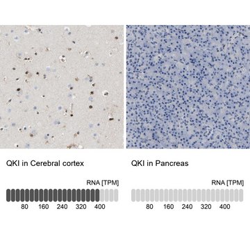 Anti-QKI antibody produced in rabbit Prestige Antibodies&#174; Powered by Atlas Antibodies, affinity isolated antibody, buffered aqueous glycerol solution