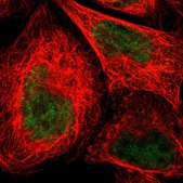 抗-NMI 兔抗 Prestige Antibodies® Powered by Atlas Antibodies, affinity isolated antibody, buffered aqueous glycerol solution