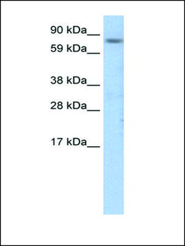 Anti-CEBPZ antibody produced in rabbit IgG fraction of antiserum