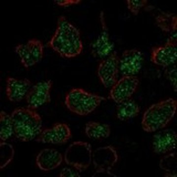 Anti-LMO2 antibody produced in rabbit Prestige Antibodies&#174; Powered by Atlas Antibodies, affinity isolated antibody, buffered aqueous glycerol solution