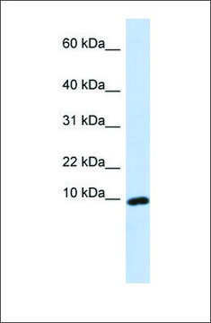 Anti-CXCL9 antibody produced in rabbit affinity isolated antibody