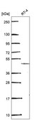 Anti-Gdf7 Antibody Produced In Rabbit Prestige Antibodies® Powered by Atlas Antibodies, affinity isolated antibody, buffered aqueous glycerol solution