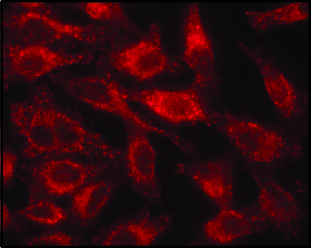 Anti-LAMP1 antibody produced in rabbit affinity isolated antibody, buffered aqueous solution