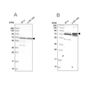 Anti-GNL3L antibody produced in rabbit Prestige Antibodies&#174; Powered by Atlas Antibodies, affinity isolated antibody, buffered aqueous glycerol solution