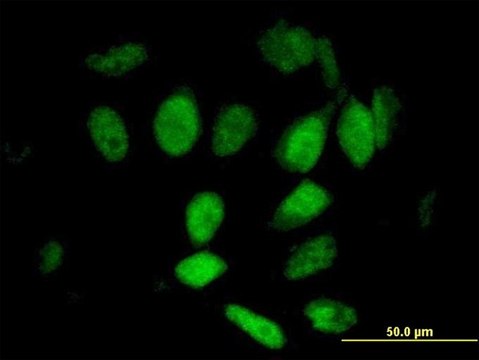 Anti-WAPAL antibody produced in mouse purified immunoglobulin, buffered aqueous solution