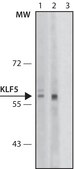 Anti-KLF5 antibody , Mouse monoclonal clone KLF5-55, purified from hybridoma cell culture