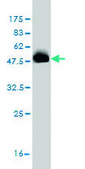 Monoclonal Anti-SCAND1 antibody produced in mouse clone 2F11, purified immunoglobulin, buffered aqueous solution