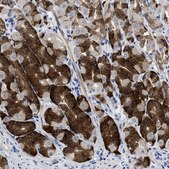 Anti-PRSS16 antibody produced in rabbit Prestige Antibodies® Powered by Atlas Antibodies, affinity isolated antibody, buffered aqueous glycerol solution