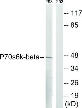 Anti-p70 S6 Kinase &#946;, C-Terminal antibody produced in rabbit affinity isolated antibody