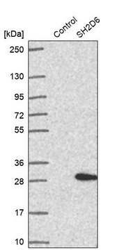 Anti-SH2D6 antibody produced in rabbit Prestige Antibodies&#174; Powered by Atlas Antibodies, affinity isolated antibody, buffered aqueous glycerol solution