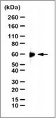 Anti-IRF7 Antibody