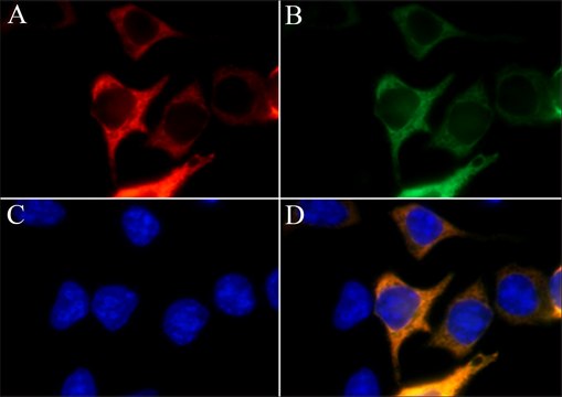 Anti-AsCas12a (Cpf1) antibody, Mouse monoclonal clone AsCpf-11, purified from hybridoma cell culture