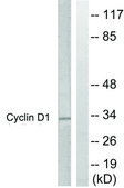 Anti-CYCLIN D1, C-Terminal antibody produced in rabbit affinity isolated antibody