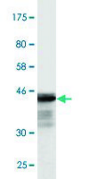 Monoclonal Anti-CREBBP antibody produced in mouse clone 2B6, purified immunoglobulin, buffered aqueous solution