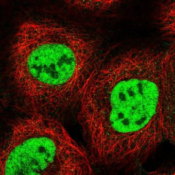 Anti-RBM15 antibody produced in rabbit Prestige Antibodies&#174; Powered by Atlas Antibodies, affinity isolated antibody