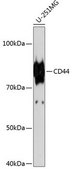 Anti- CD44 antibody produced in rabbit