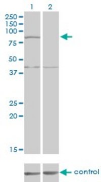 Monoclonal Anti-COG2 antibody produced in mouse clone 4C8, purified immunoglobulin, buffered aqueous solution