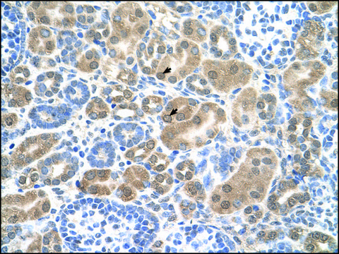 Anti-SLC38A1 (AB1) antibody produced in rabbit IgG fraction of antiserum