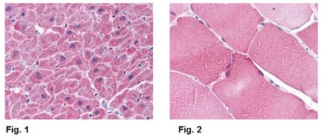 Anti-ARC Antibody from rabbit, purified by affinity chromatography