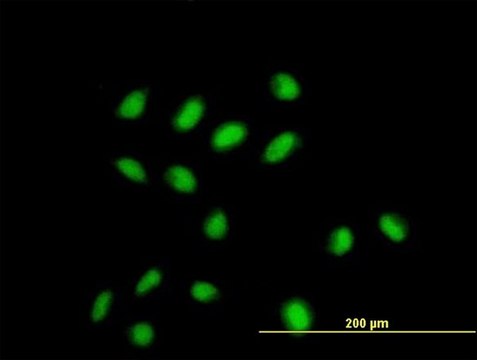 Monoclonal Anti-CDYL antibody produced in mouse clone 1A6, purified immunoglobulin, buffered aqueous solution