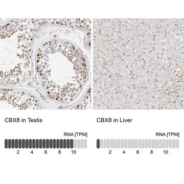 Anti-CBX8 antibody produced in rabbit Prestige Antibodies&#174; Powered by Atlas Antibodies, affinity isolated antibody, buffered aqueous glycerol solution