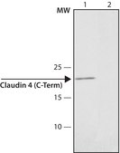 Anti-Claudin-4 (C-terminal) antibody produced in rabbit affinity isolated antibody