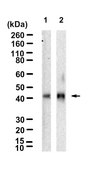 Anti-Fas/CD95 Antibody, clone 1F17 ZooMAb® Rabbit Monoclonal recombinant, expressed in HEK 293 cells
