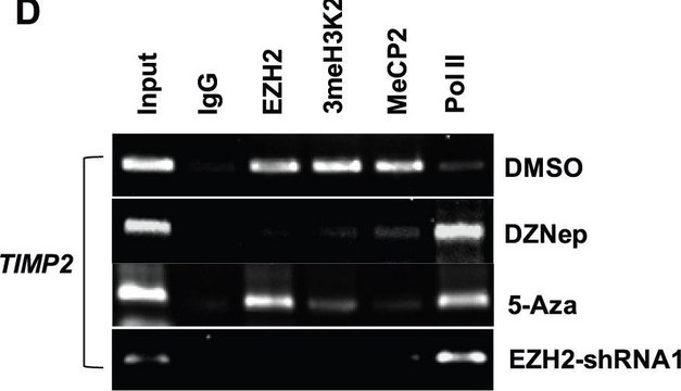 Anti-MeCP2 Antibody Upstate&#174;, from rabbit