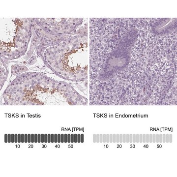 Anti-TSKS antibody produced in rabbit Prestige Antibodies&#174; Powered by Atlas Antibodies, affinity isolated antibody, buffered aqueous glycerol solution