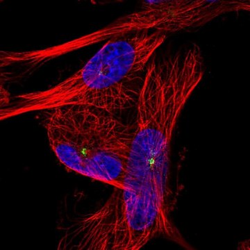 Anti-PIBF1 antibody produced in rabbit Prestige Antibodies&#174; Powered by Atlas Antibodies, affinity isolated antibody