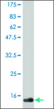 Monoclonal Anti-CD40LG, (C-terminal) antibody produced in mouse clone 3E4, purified immunoglobulin, buffered aqueous solution