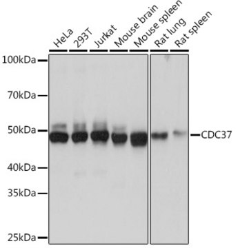 Anti-CDC37 Antibody, clone 6X0A3, Rabbit Monoclonal