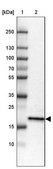 Anti-ZNF22 antibody produced in rabbit Prestige Antibodies® Powered by Atlas Antibodies, affinity isolated antibody, buffered aqueous glycerol solution