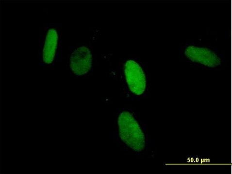 Anti-ZNF266 antibody produced in mouse purified immunoglobulin, buffered aqueous solution