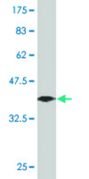 ANTI-ZNF213 antibody produced in mouse clone 3E7, purified immunoglobulin, buffered aqueous solution