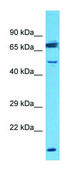 Anti-Ankrd37 (N-terminal) antibody produced in rabbit affinity isolated antibody