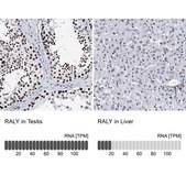 Anti-RALY antibody produced in rabbit Prestige Antibodies® Powered by Atlas Antibodies, affinity isolated antibody, buffered aqueous glycerol solution